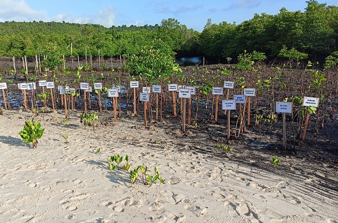 Penanaman mangrove di Hari Bhayangkara Polda Kepri di Setokok.