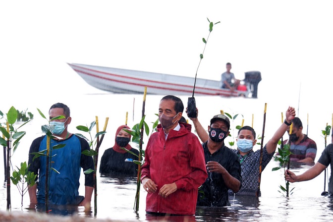 Presiden Joko Widodo melakukan penanaman mangrove di Pantai Setokok, Batam.