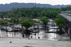 Peringati Hari Mangrove Sedunia, Warga Setokok Bergerak Tanam Bakau