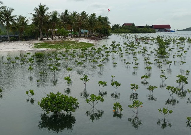 Penanaman bibit mangrove di Ekowisata Mangrove Presiden Setokok, Kota Batam.
