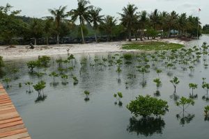 Semangat Merdeka di Pesisir Batam, PLHK Kepri Tanam Ribuan Mangrove untuk Masa Depan Lingkungan
