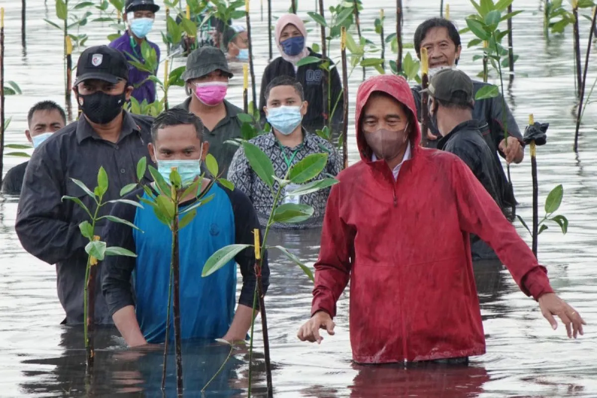 Presiden Jokowi tanam mangrove di Setokok, Batam